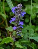 Ajuga genevensis