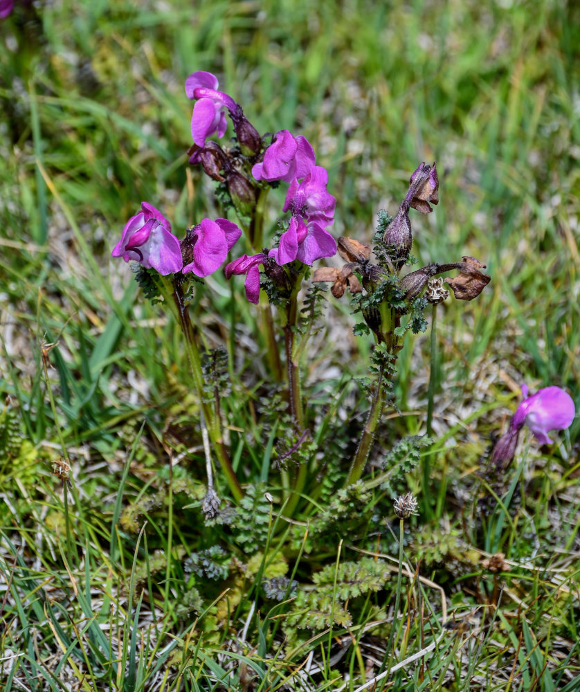 Image of Pedicularis rhinanthoides specimen.