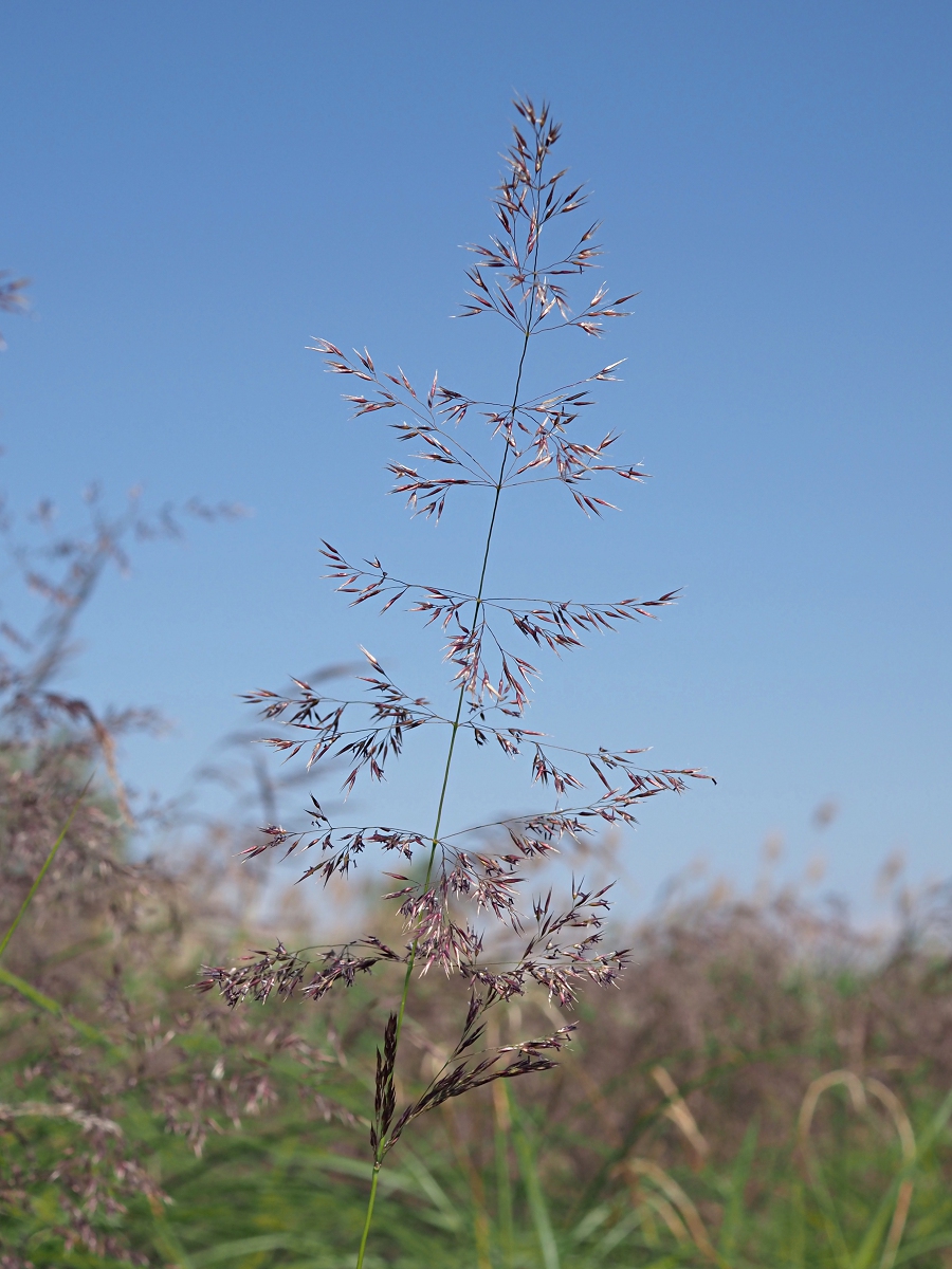 Image of Calamagrostis canescens specimen.