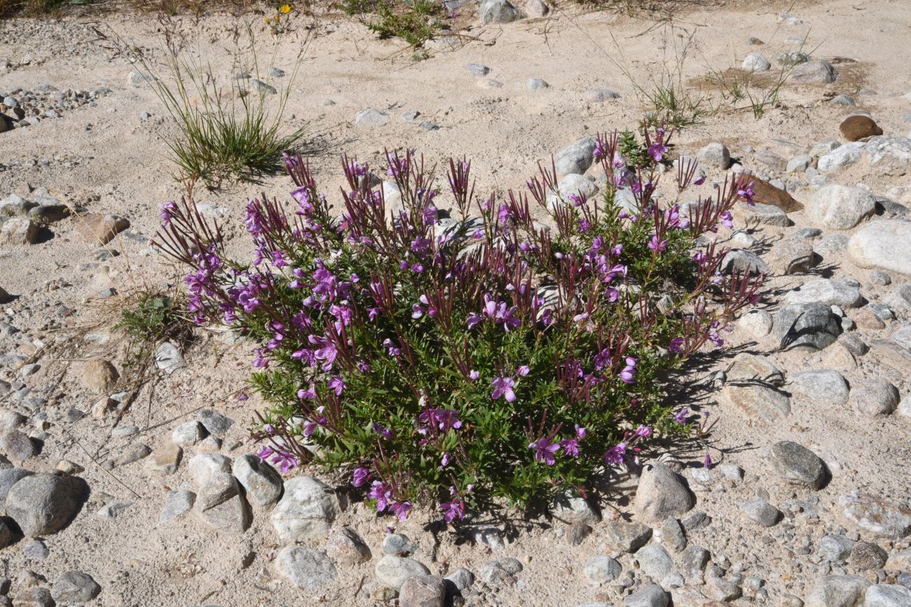 Изображение особи Chamaenerion colchicum.