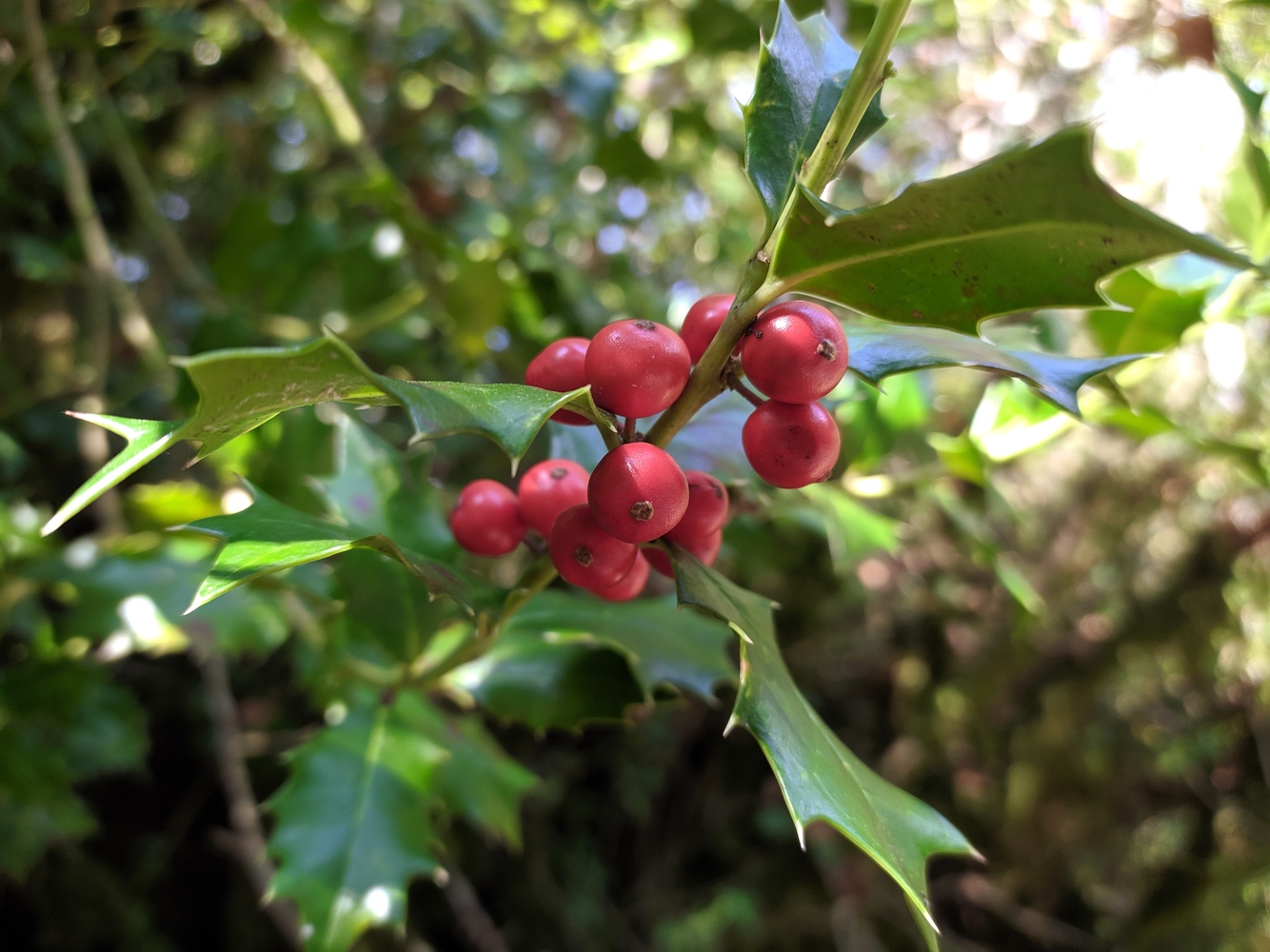 Image of Ilex colchica specimen.