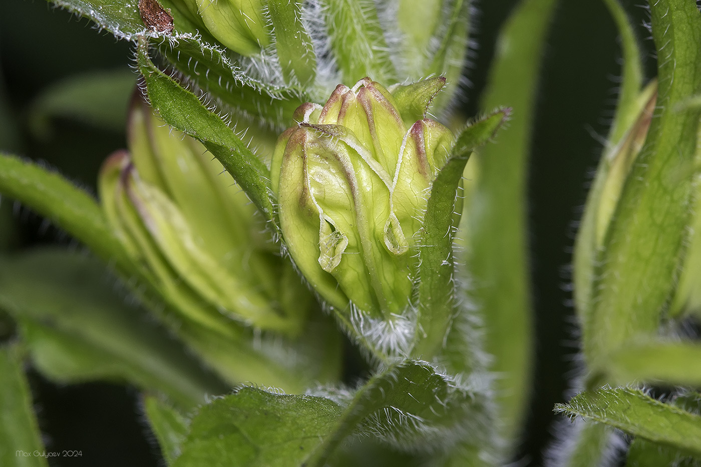 Image of Campanula medium specimen.