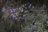 Campanula longistyla. Цветущее растение. Абхазия, Гудаутский р-н, окр. с. Лдзаа, галечно-песчаный склон. 15.04.2024.