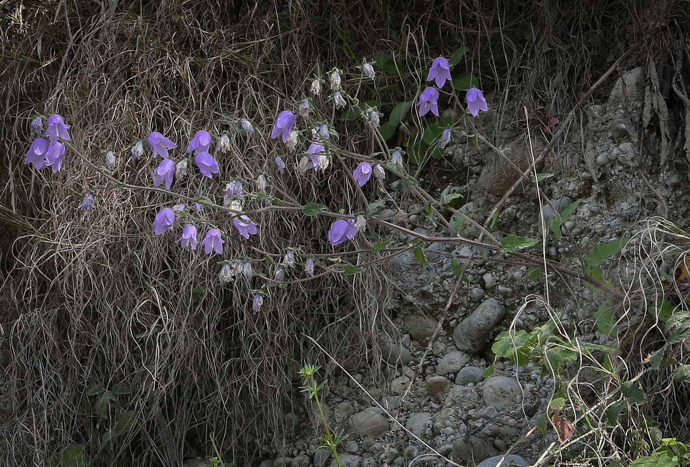 Изображение особи Campanula longistyla.