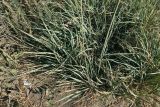 Psathyrostachys juncea. Часть дернины и основания генеративных побегов. Луганская народная республика, Лутугинский р-н, с. Роскошное, степной склон вдоль дороги. 01.06.2024.