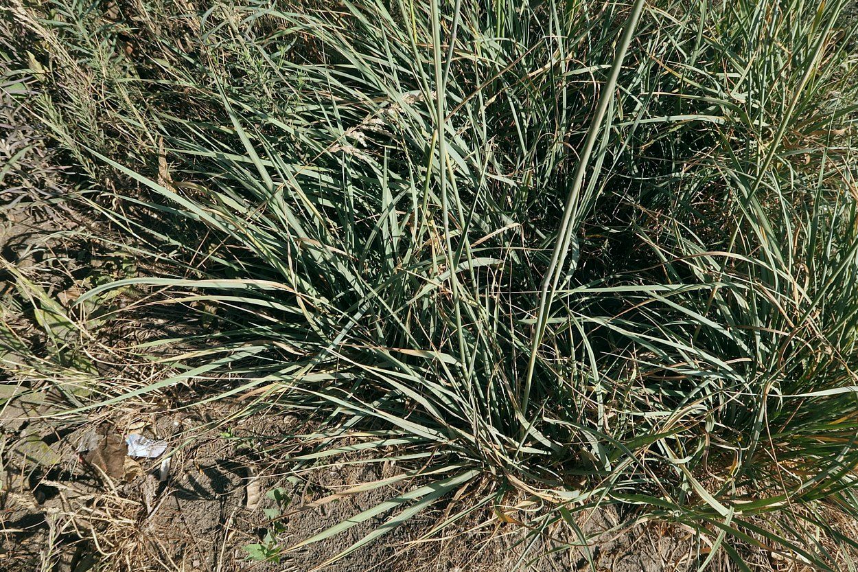 Изображение особи Psathyrostachys juncea.