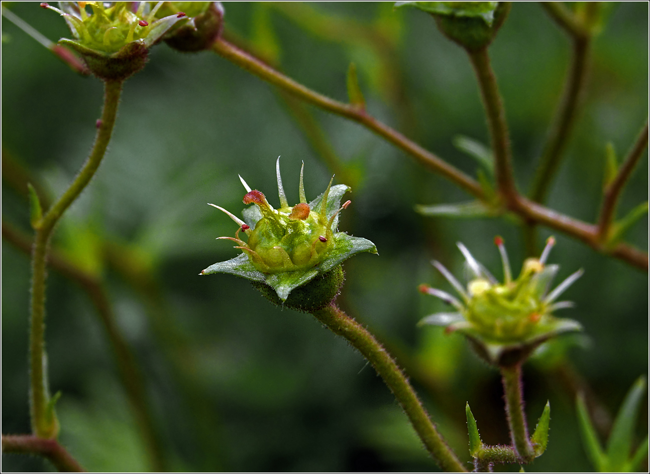 Изображение особи Saxifraga &times; arendsii.