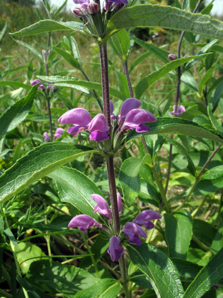 Image of Phlomis pungens specimen.