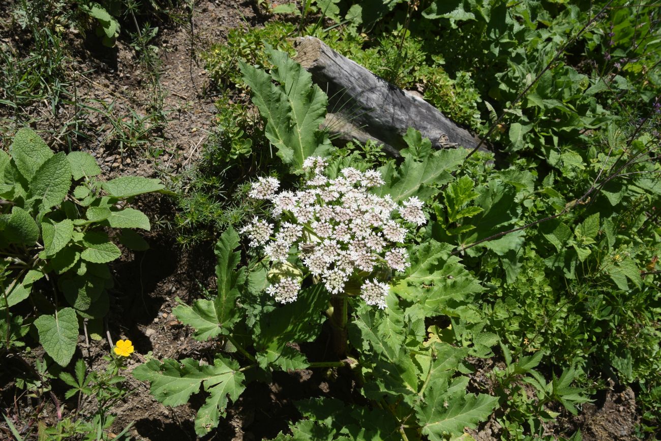 Изображение особи род Heracleum.