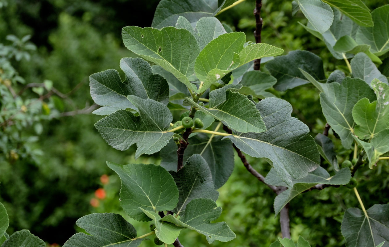 Image of Ficus carica specimen.