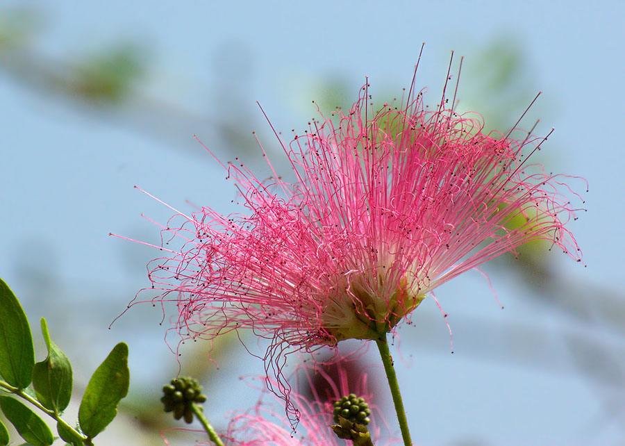 Image of genus Calliandra specimen.