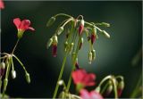 Oxalis tetraphylla. Соцветие с бутонами. Московская обл., Раменский р-н, окр. дер. Хрипань, садовый участок. 25.07.2024.