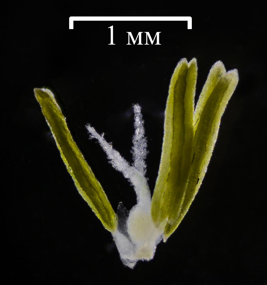 Image of Arctophila fulva specimen.