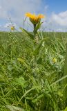 Inula orientalis. Цветущее растение. Карачаево-Черкесия, Зеленчукский р-н, гора Джисса, ≈ 1600 м н.у.м., субальпийский луг. 14.06.2024.