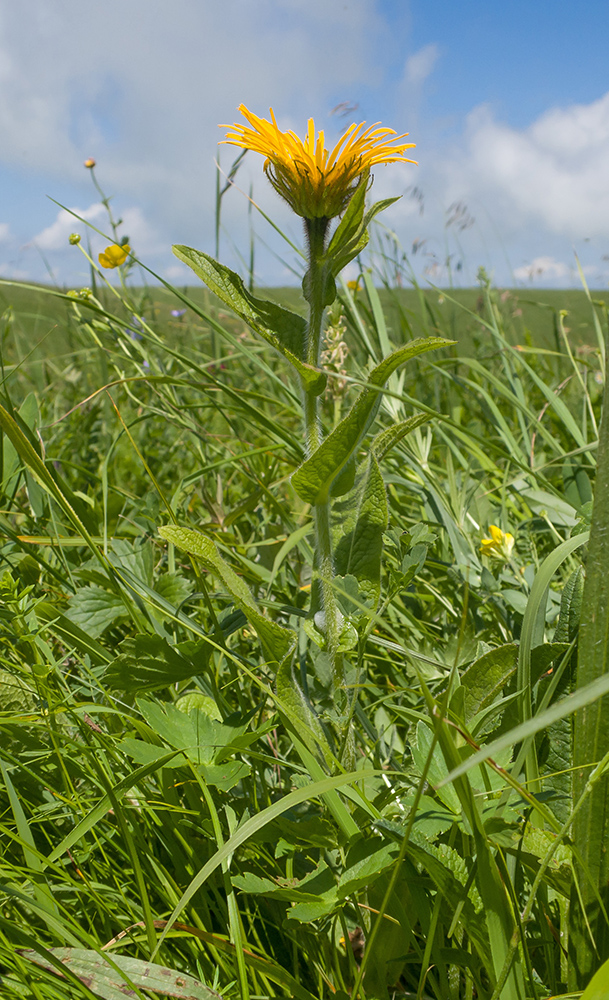 Изображение особи Inula orientalis.