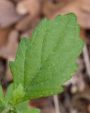 Senecio grandidentatus. Лист. Краснодарский край, Крымский р-н, станица Неберджаевская, приусадебный участок, сорное. 17.11.2024.