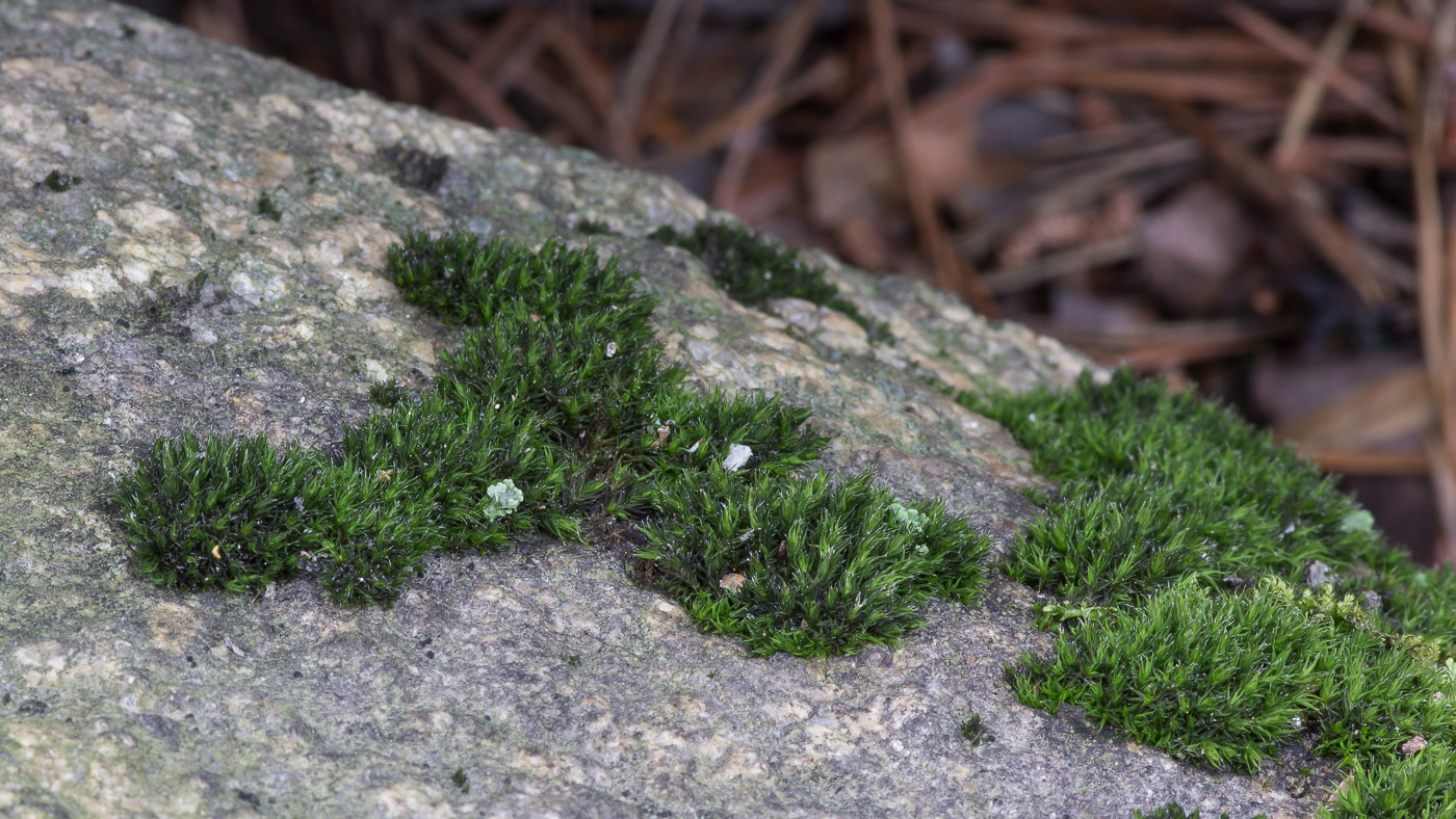 Image of genus Schistidium specimen.