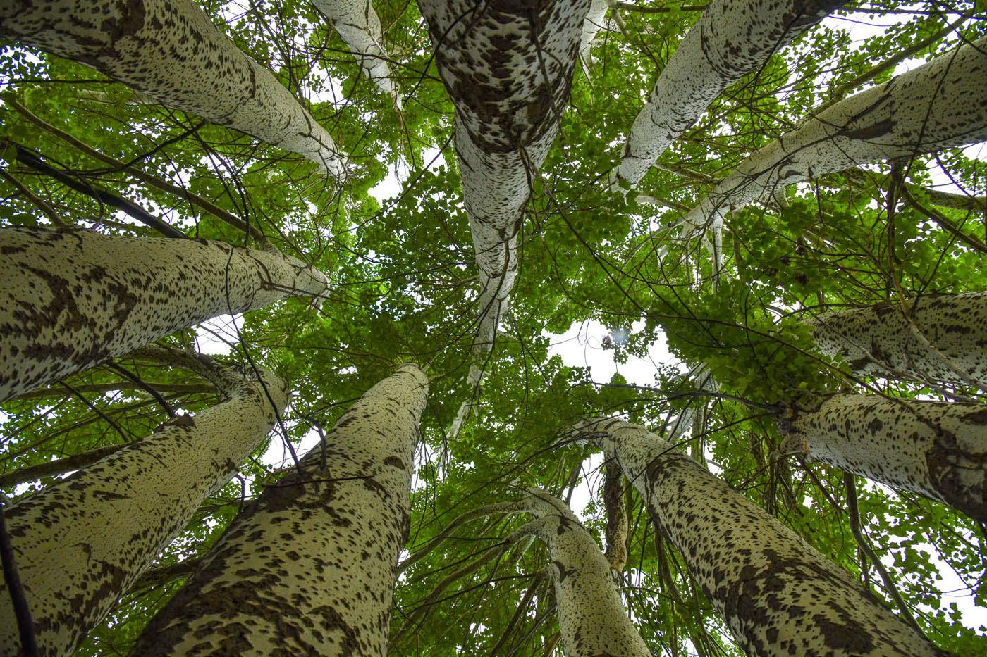 Image of Populus alba specimen.