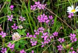 Dianthus deltoides. Верхушки побегов с цветками (среди побегов цветущих Trifolium hybridum и Leucanthemum vulgare). Вологодская обл., Кирилловский р-н, побережье оз. Ильинское, луг. 12.07.2024.