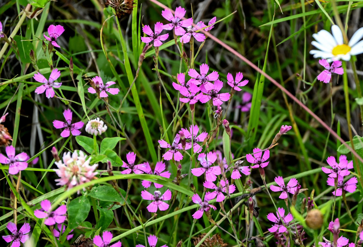 Image of Dianthus deltoides specimen.