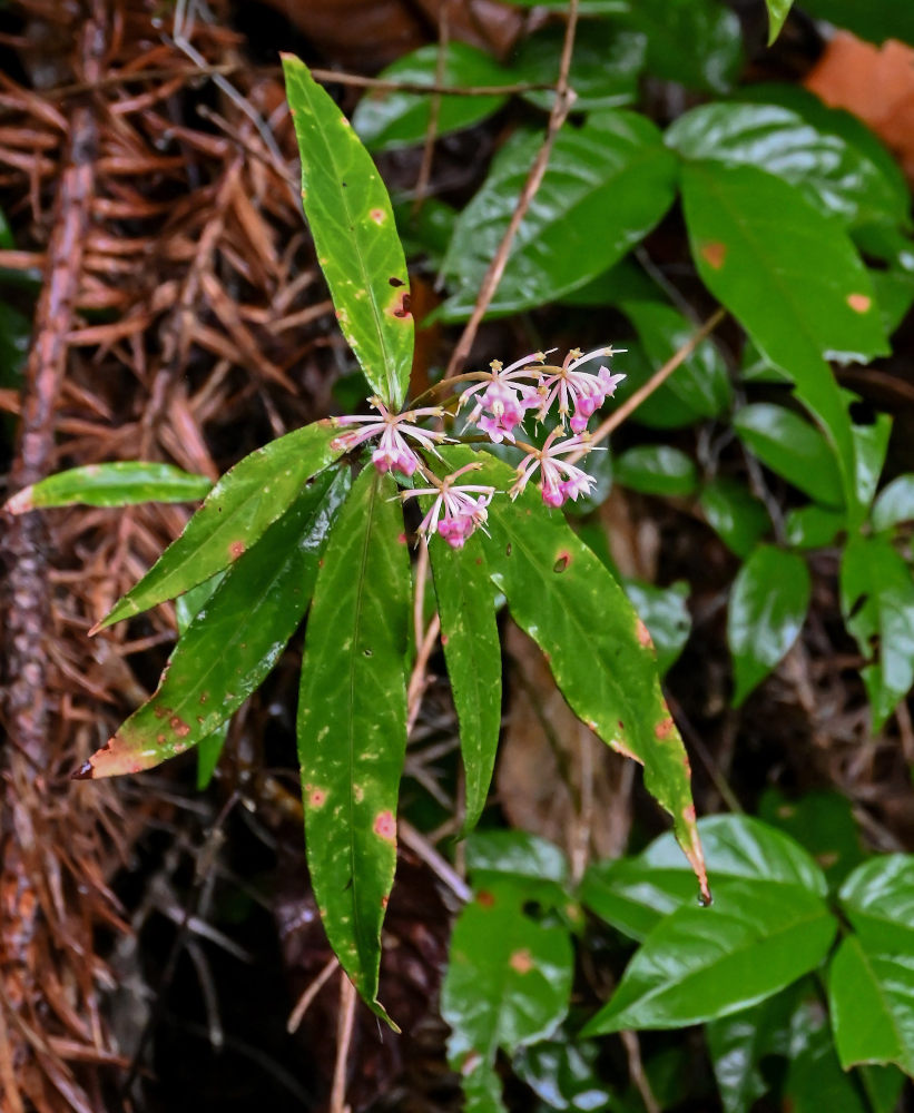 Изображение особи Ardisia crispa.