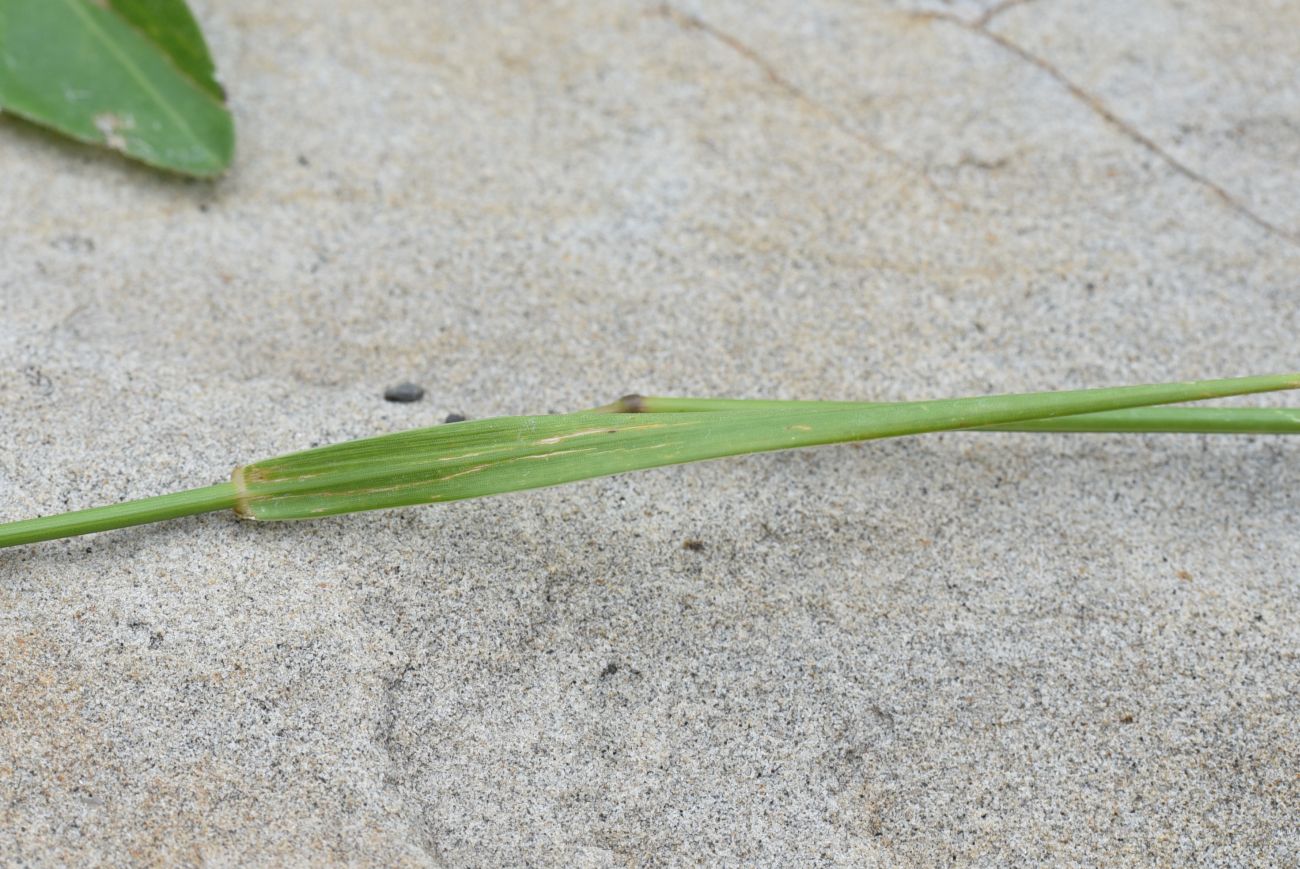 Image of familia Poaceae specimen.