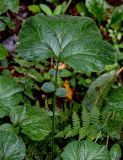 Geum macrophyllum. Лист. Московская обл., Волоколамский гор. округ, дол. р. Каменка, смешанный лес. 17.08.2024.