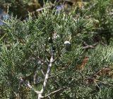 Juniperus excelsa. Ветвь с шишкоягодами. Краснодарский край, м/о Новороссийск, окр. с. Сукко, окр. оз. Сукко, залесённый левый борт долины. 14.06.2021.