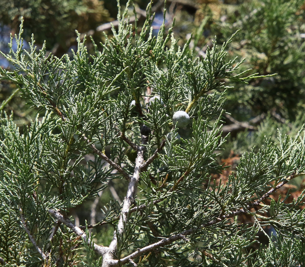 Image of Juniperus excelsa specimen.