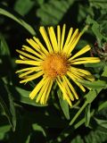 Inula salicina