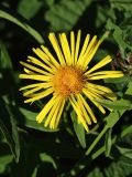 Inula salicina