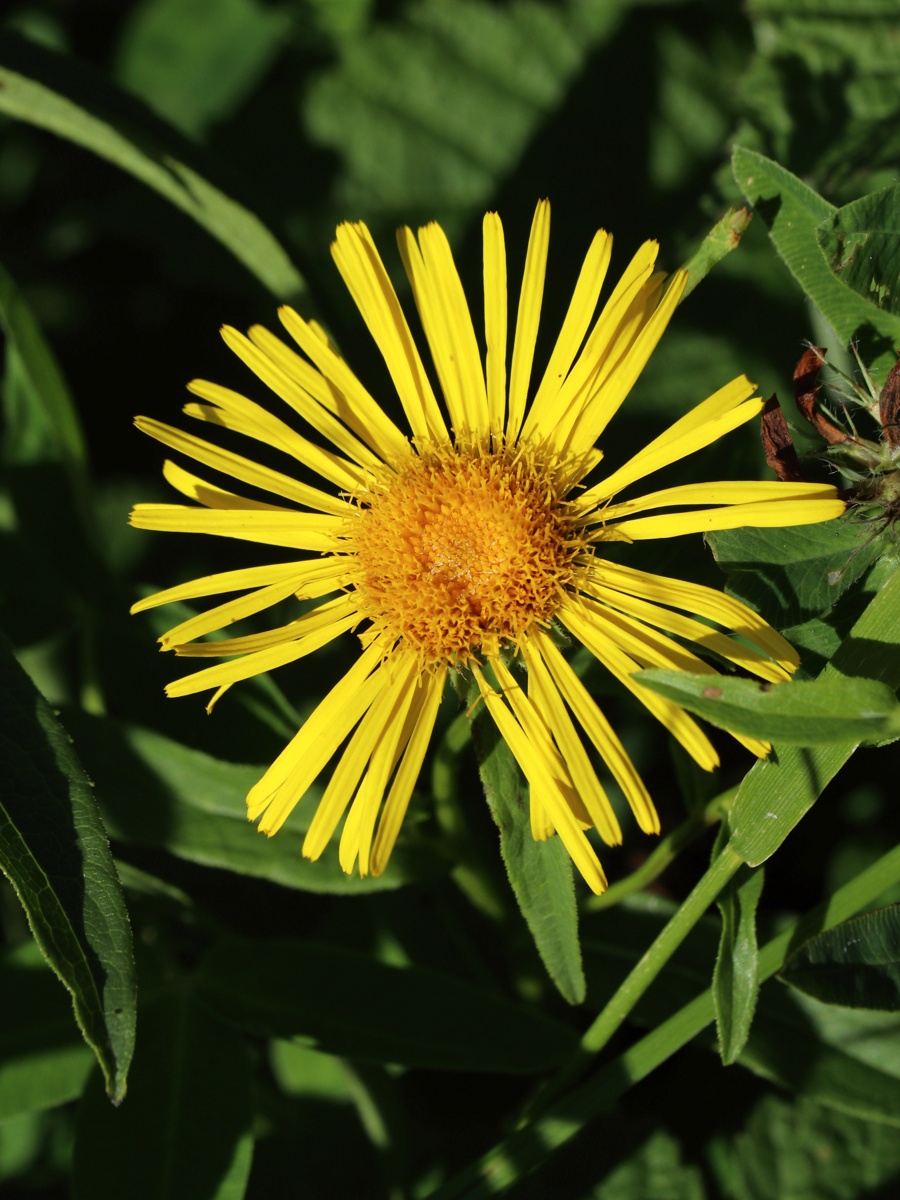 Image of Inula salicina specimen.