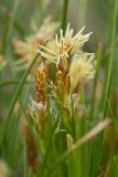 Carex halleriana