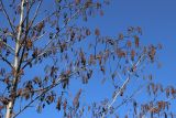 Alnus glutinosa