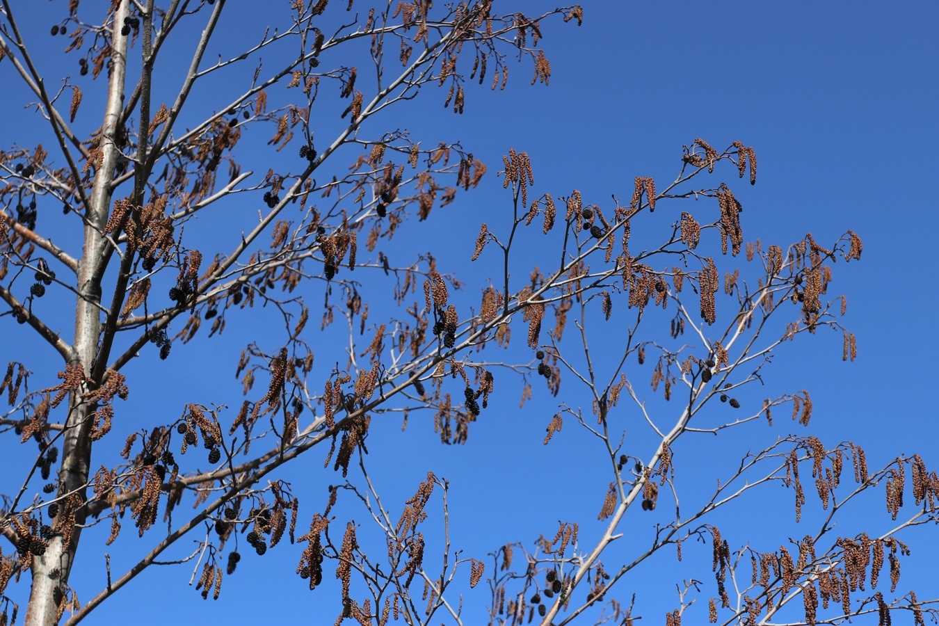 Image of Alnus glutinosa specimen.