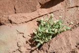 Смотреть изображение Tetracmidion glochidiatum
