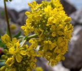 Смотреть изображение Isatis tinctoria