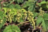 Смотреть изображение Humulus lupulus