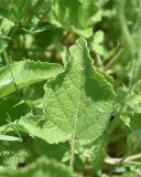 View full-size image Salvia verticillata