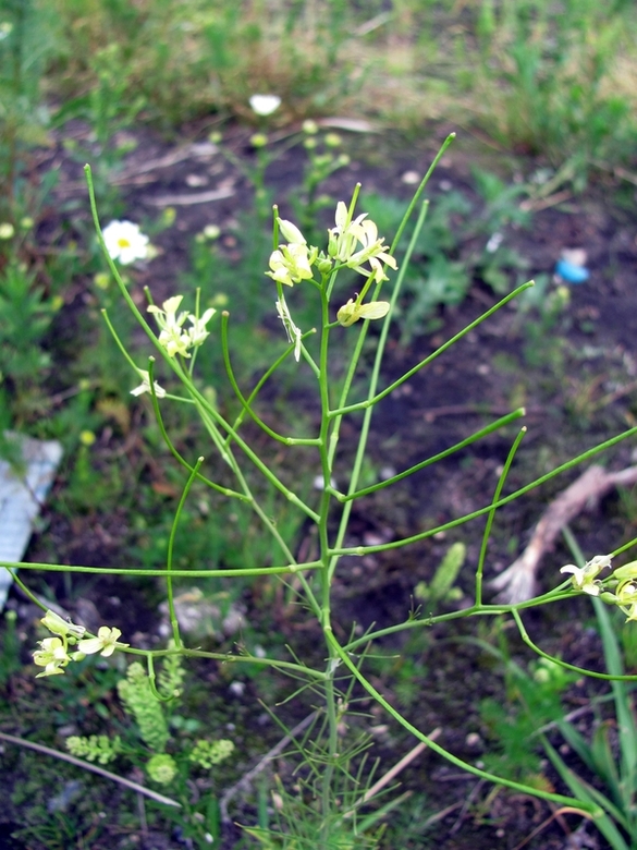 Image of Sisymbrium altissimum specimen.