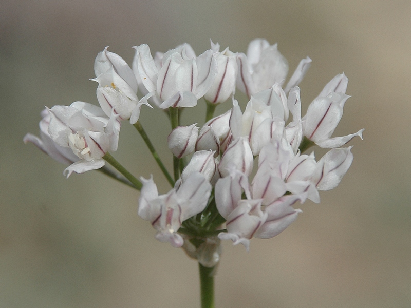 Image of Allium oreoprasum specimen.