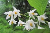 Styrax obassia