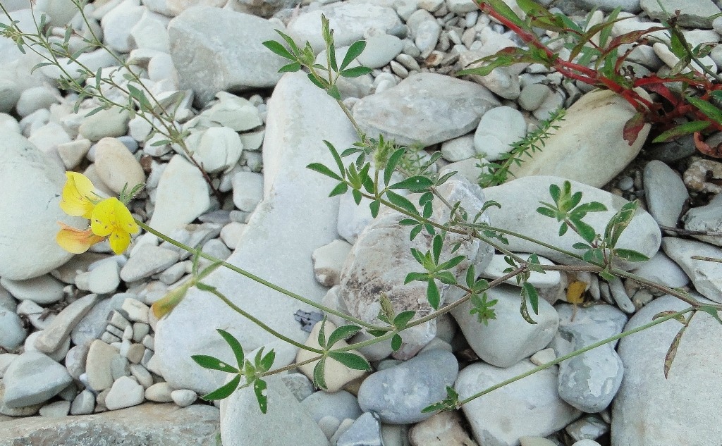 Image of genus Lotus specimen.