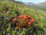 Rhodiola quadrifida. Куртинка плодоносящего растения. Полярный Урал, долина Хойлы, горный склон. 29.07.2011.