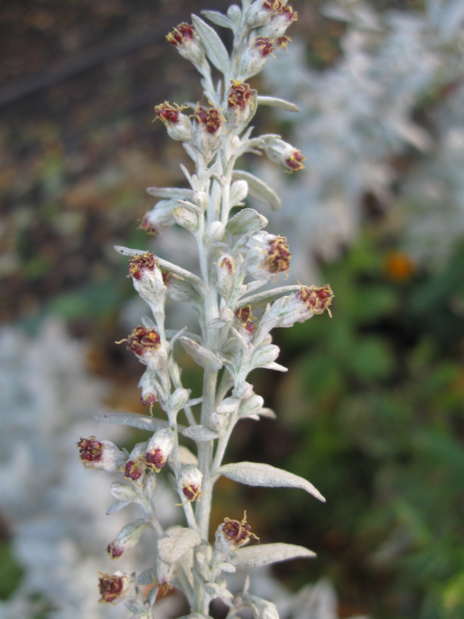 Image of Artemisia ludoviciana specimen.