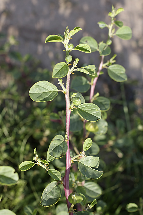 Image of Capparis herbacea specimen.