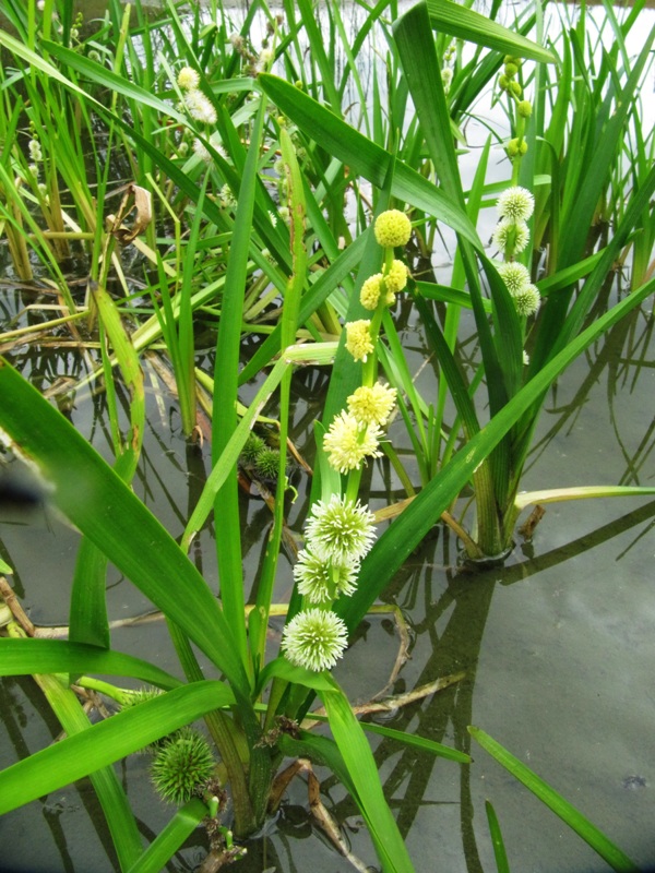 Image of Sparganium emersum specimen.