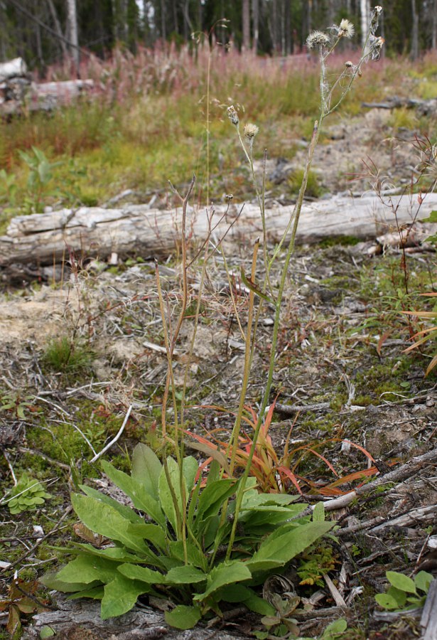 Изображение особи Hieracium subpellucidum.