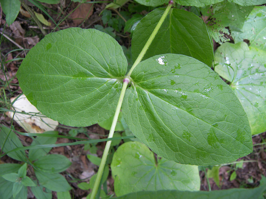 Image of Oberna multifida specimen.