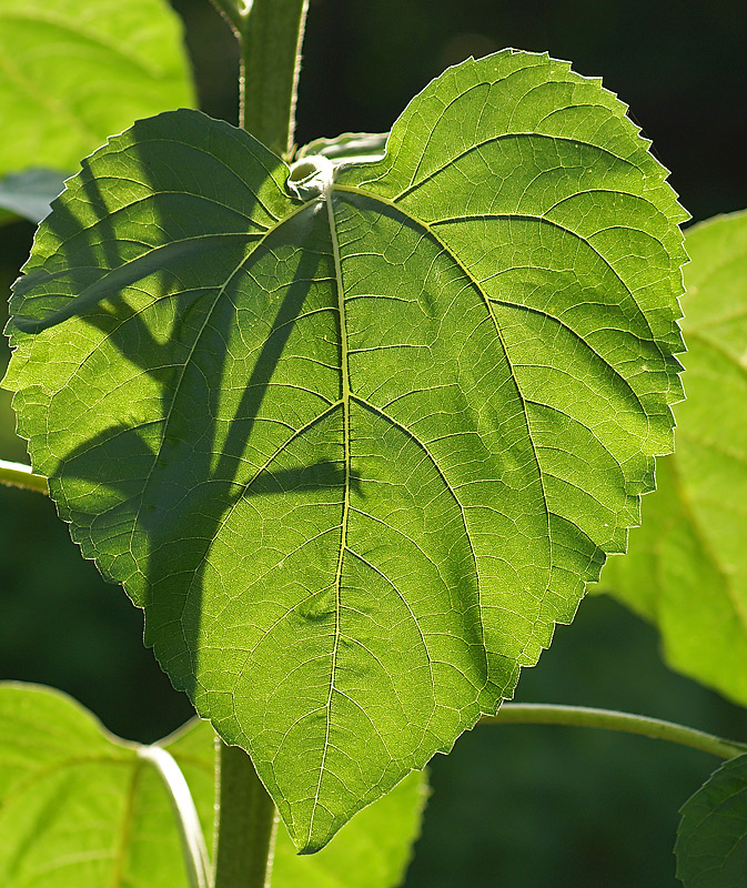 Image of Helianthus annuus specimen.